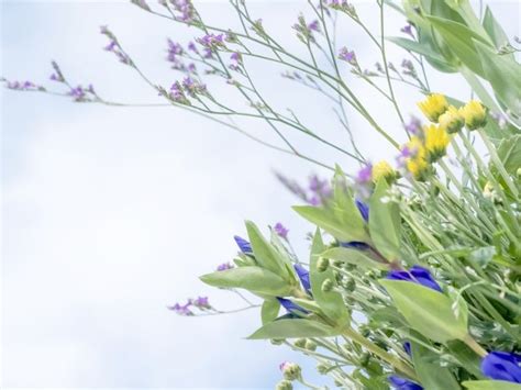 桃花 風水|桃花風水やお墓参りが最強の運気を呼ぶ？花で幸運をもたらす3。